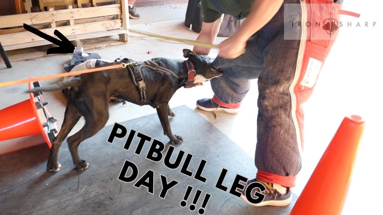 Working American Pit Bull Terrier (Leg Day)