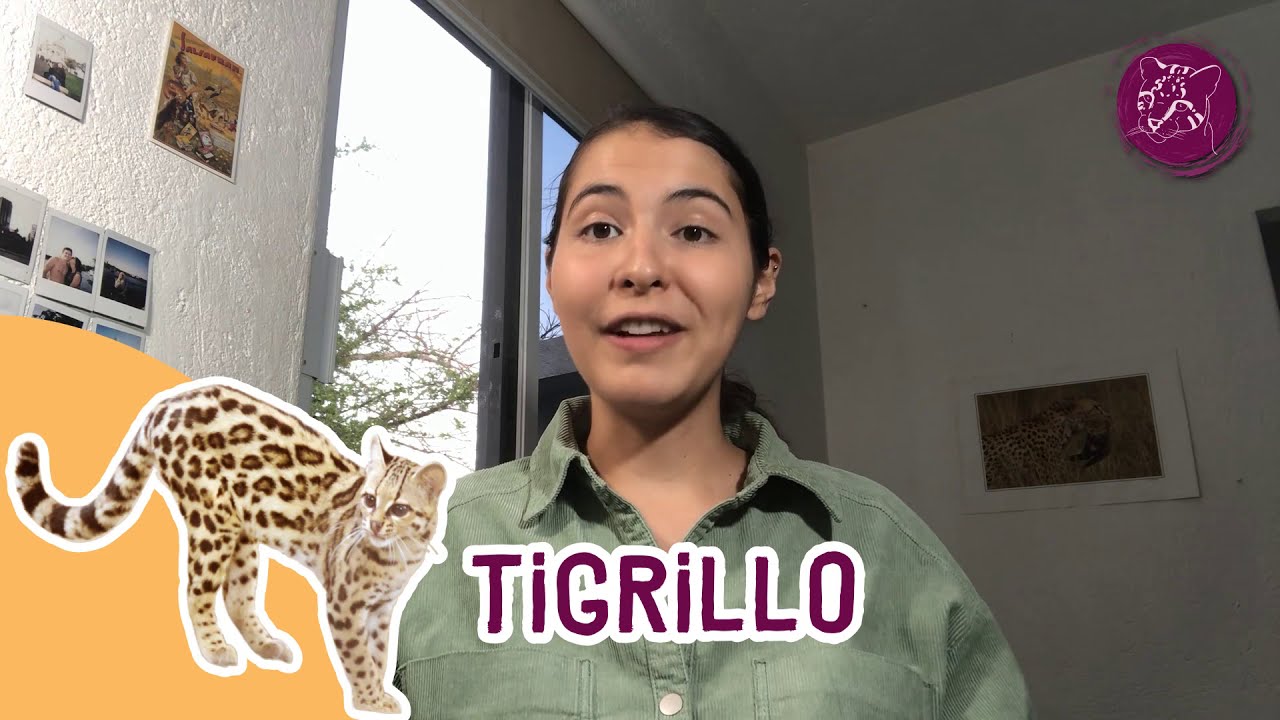 Conoce al Tigrillo o Margay (Leopardus wiedii)