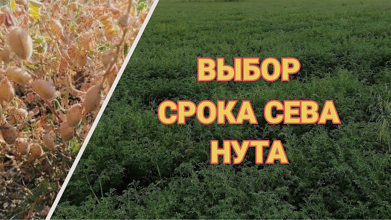 Сроки посева Нута. Ранний посев или поздний посев. Борьба с сорняками в посевах НУТА.