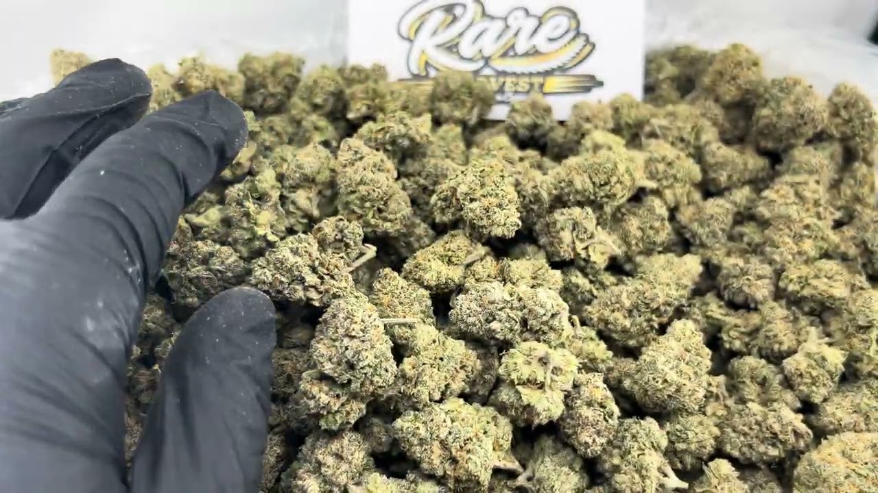 Blue Dream - New Exotic Indoor THCA Flower Available at Rare Harvest