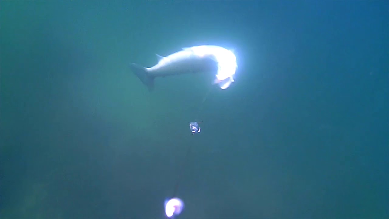 Meerforelle Waterwolf Unterwasseraufnahmen Ostsee Hornhecht Klippenbarsch Sandaal