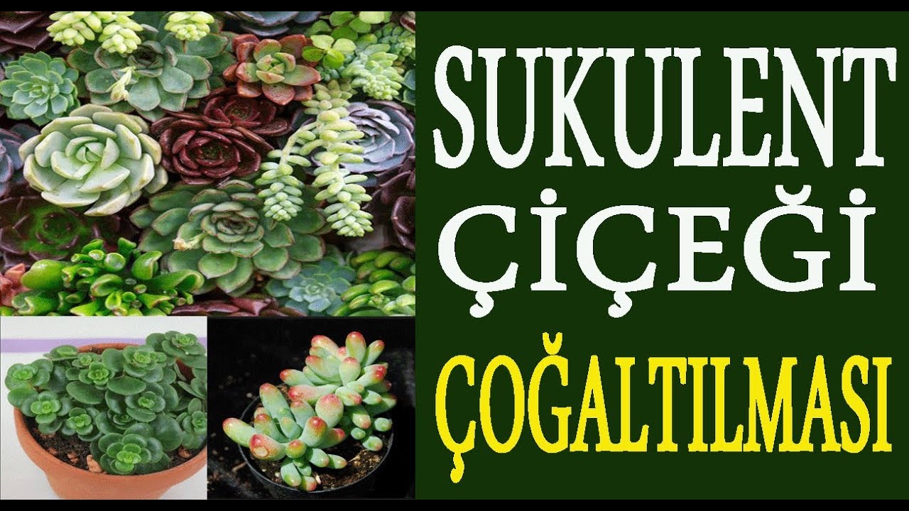 Sukulent çoğaltma, sukulent üretme. Sukulent çiçeklerini çoğaltırken nelere dikkat etmelisiniz