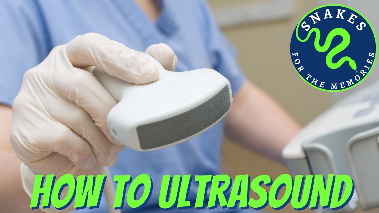 How to Ultrasound Ball Pythons