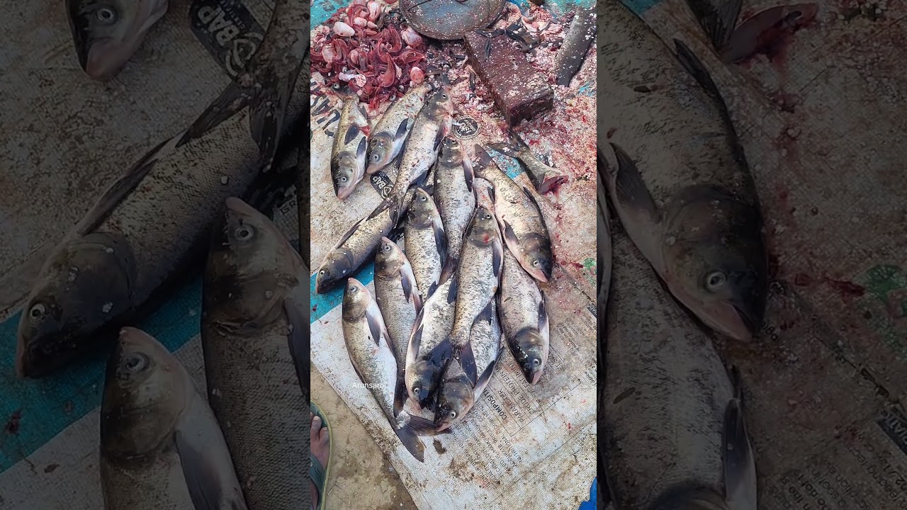 BRIGET FISH CUTTING SKILLS/Arunsaroj 