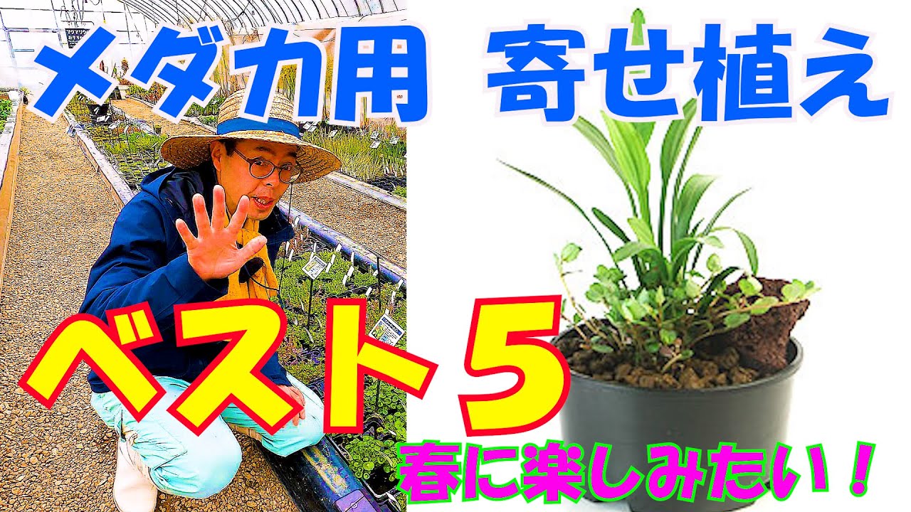 春に花咲くメダカと楽しむ水生植物寄せ植えランキング！