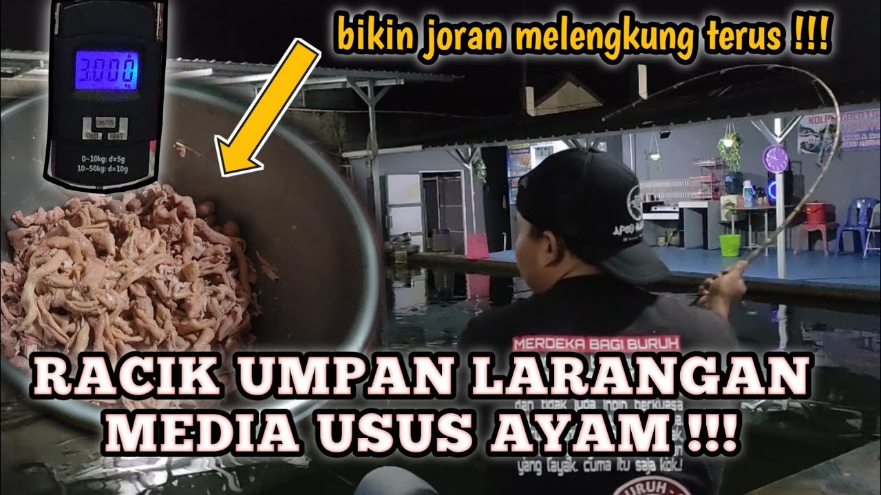 CARA MEMBUAT UMPAN USUS AYAM GALATAMA LELE