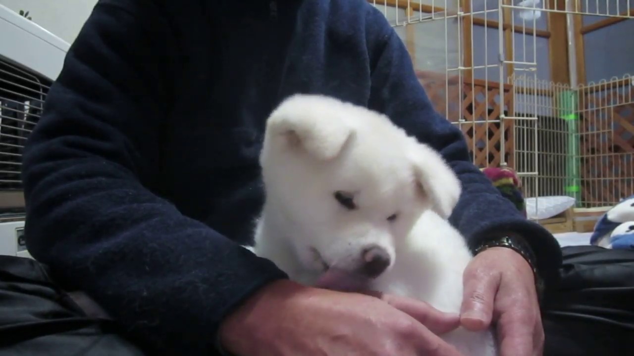 【秋田犬ゆうき】抱っこを終了されるもまた抱っこされに行く【akita dog puppy】