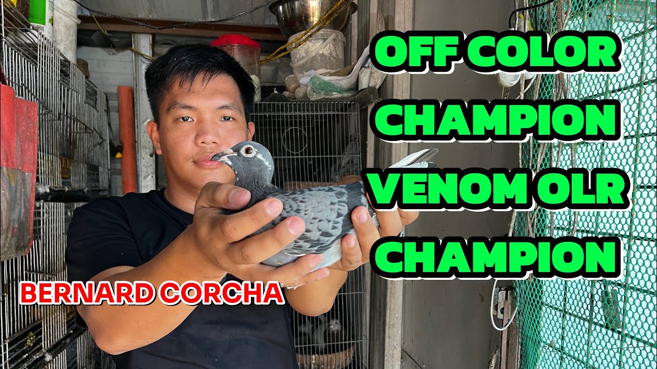 Secrets of Racing Pigeon “Bernard Corcha” Off Color & Venom OLR CHAMPION