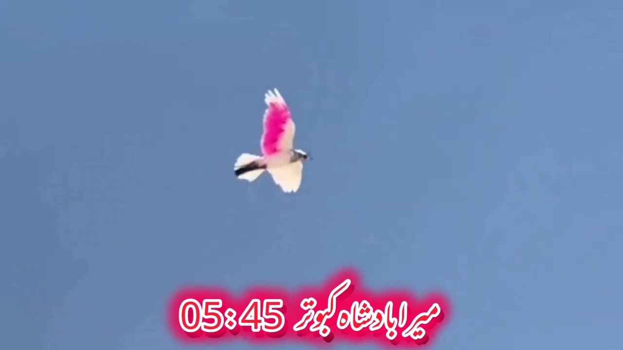 😱 kabootar landing | pigeon landing #kabootarlanding