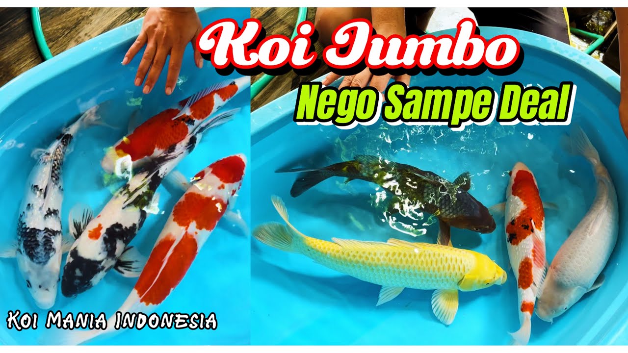 Koi Jumbo Rumahan Dijual - Koi Rawatan Kolam Filter