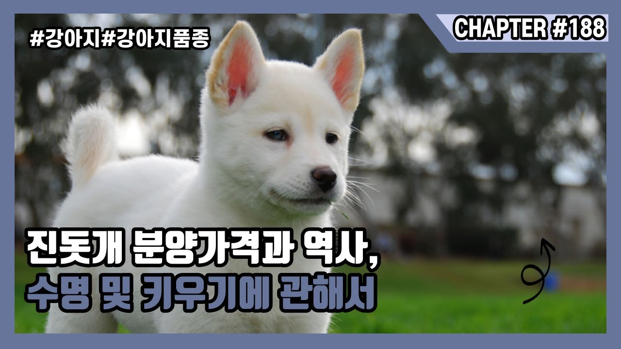 진돗개 분양가격과 역사, 수명 및 키우기에 관해서