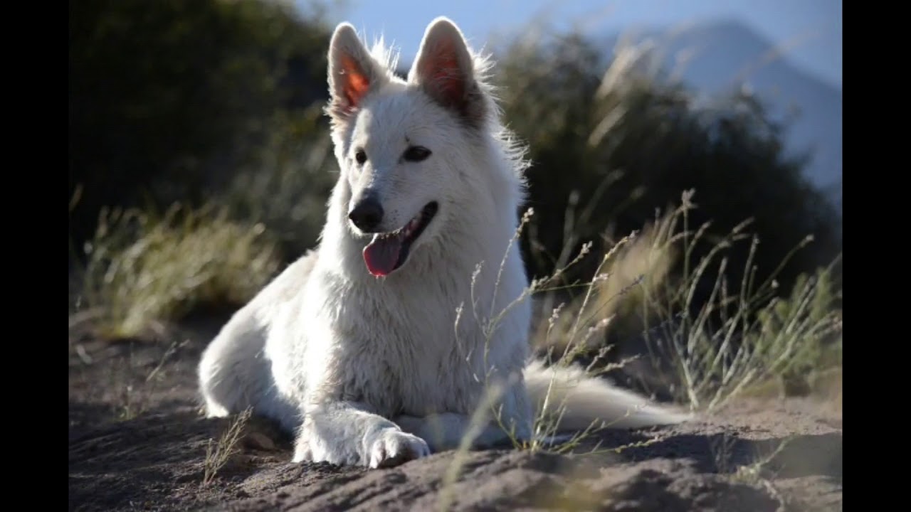 Living in paradise - Mountain Wolves White Swiss Shepherd