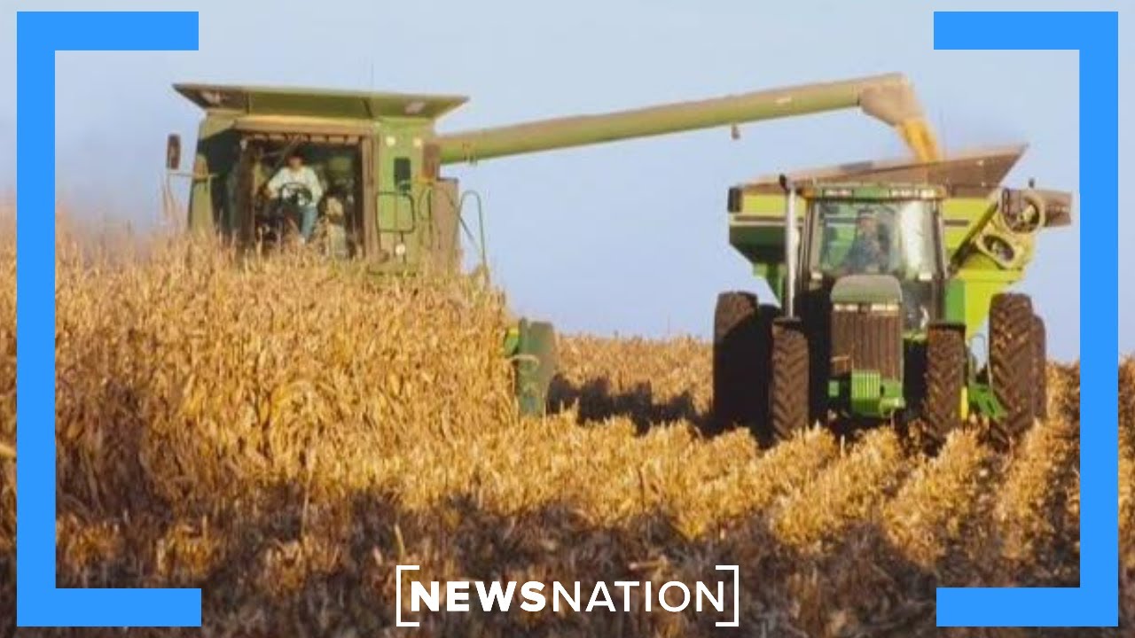 Record corn harvest threatens farmers' bottom line | Morning In America