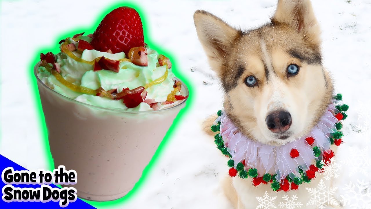 DIY Christmas Tree Frappuccino for Dogs | DIY Dog Treats | Snow Dogs Snacks 89