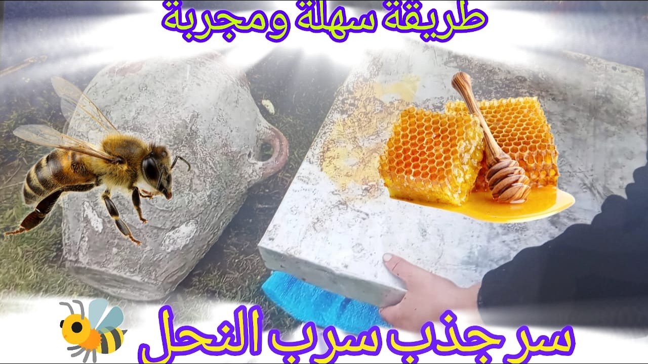 #تربية_النحل #سرب_النحل #النحل #صيد_النحل #مربي_النحل  جذب النحل للخلية بسرعة 🐝 طريقة مضمونة! ✅