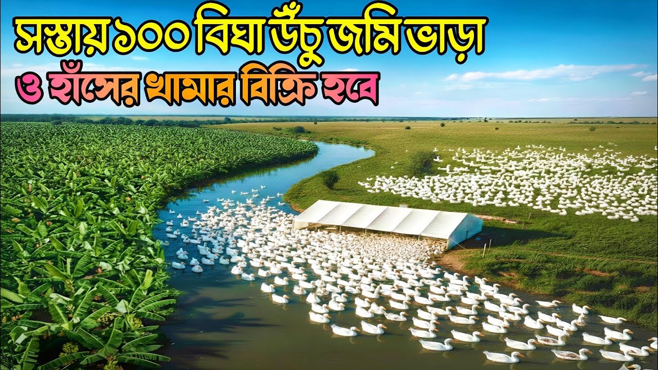 সস্তায় হাঁসের খামার বিক্রি এবং ১০০ বিঘা উঁচু জমি ভাড়া হবে RuralLife & VillageLife FarmingLifeBD