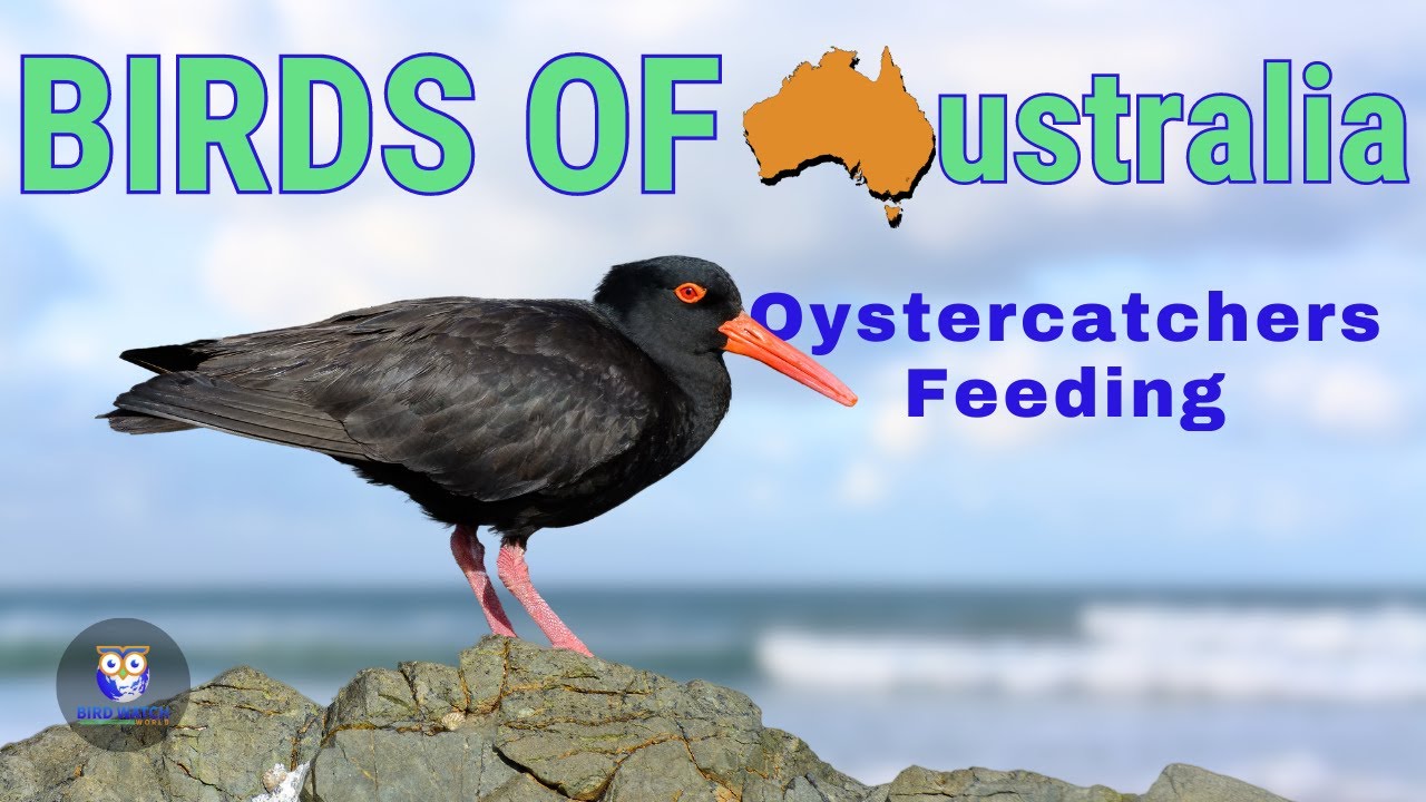 Birds of Australia - Sooty Oystercatchers Using Their Amazing Skills To Collect Food