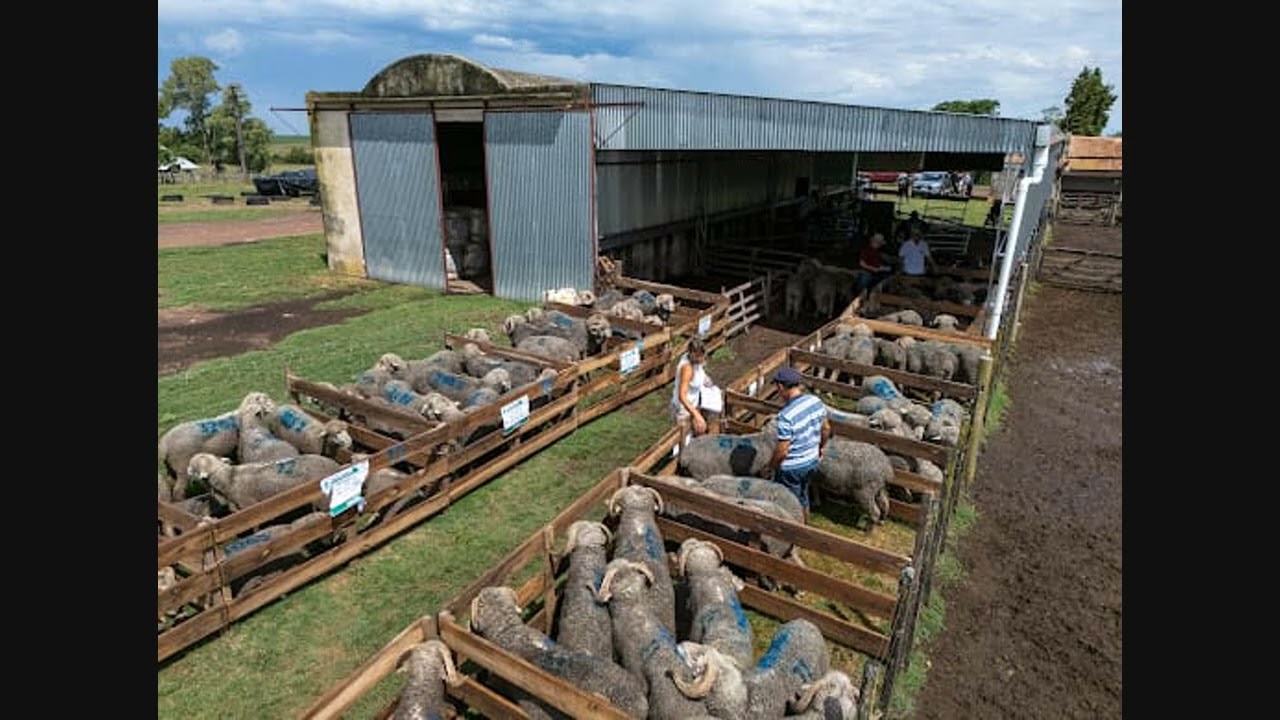Santa Catalina apuesta al Merino "doble propósito" para la zafra de carneros