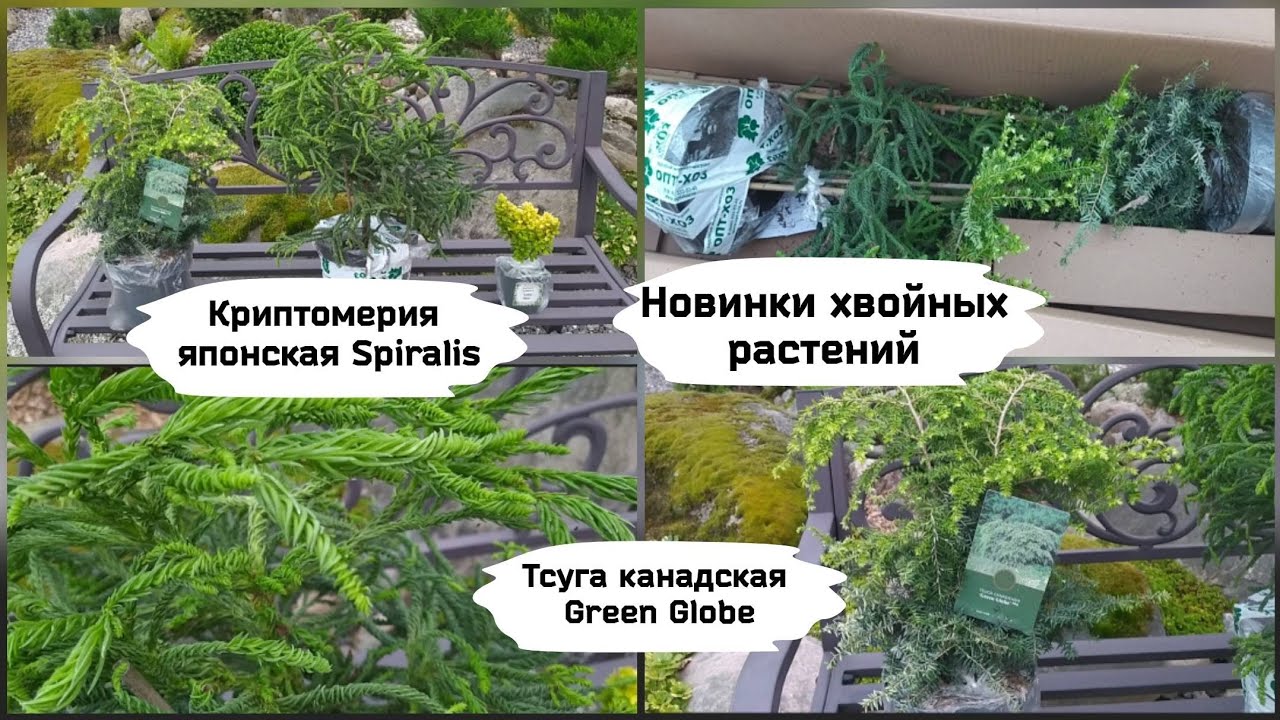 Новинки хвойных растений (криптомерия, тсуга).