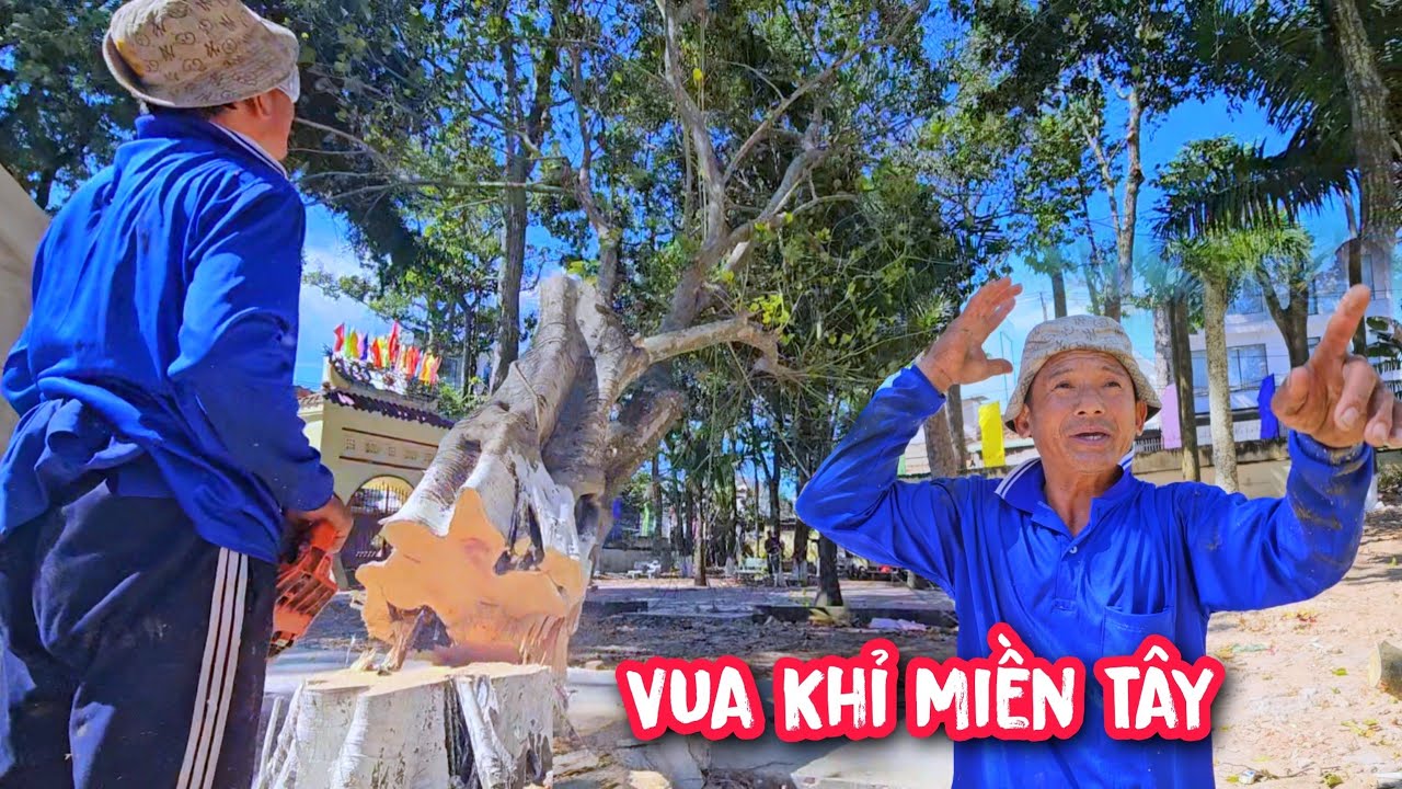 Vua Khỉ cùng đồng nghiệp cưa hạ gốc ba cây Lâm Vồ và đồng nghiệp phải bỏ chạy khi cưa cây thứ ba.