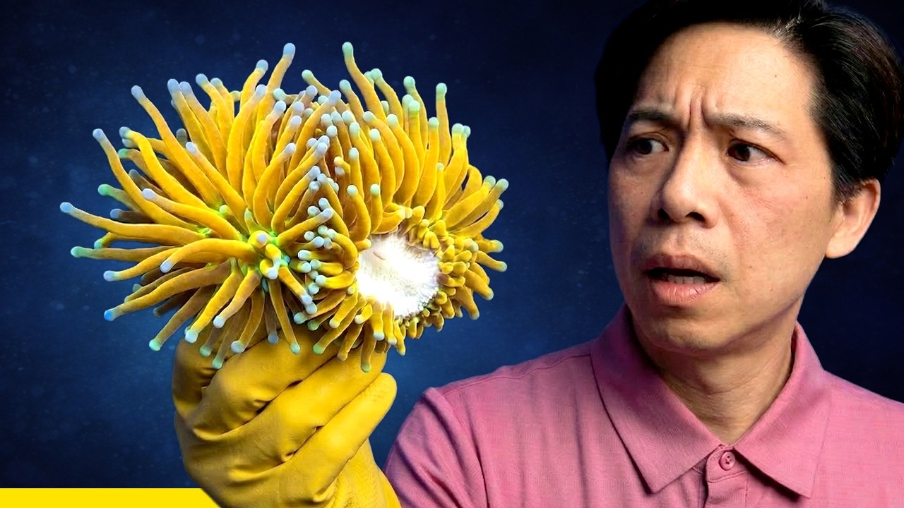 $699 Coral GONE!! My Filefish Killed My Dream Torch!