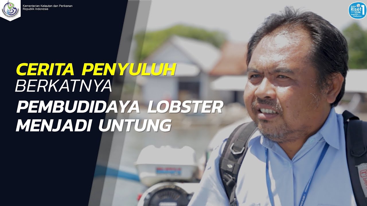 Berkatnya Pembudidaya Lobster Menjadi Untung