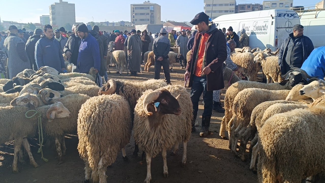 مباشرة من أحد فاس 1/2/2026 أثمنة الخروف الكسابي والحولي والنعجة والخروفة فرجة ممتعة 