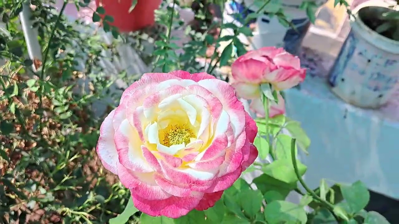 அழகான பூக்களின் காட்சி🌹🌹🩵🩵#rose #nature ##india #tamil #garden 🩵🩵🌹🌹🩵🩵