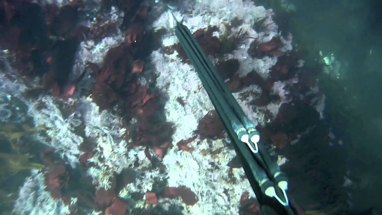 Raptor Dive