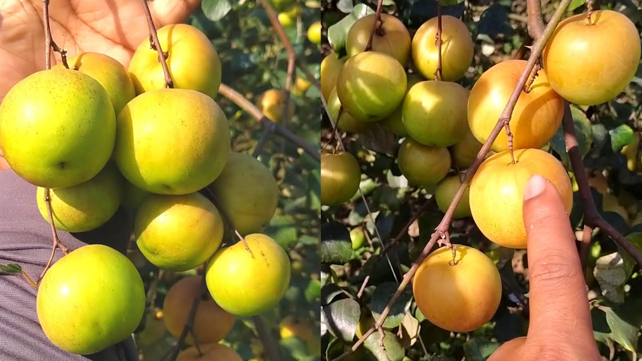 Ball Sun duri apple ber Nursery plant /  बाल सुंदरी एप्पल बेर खेती