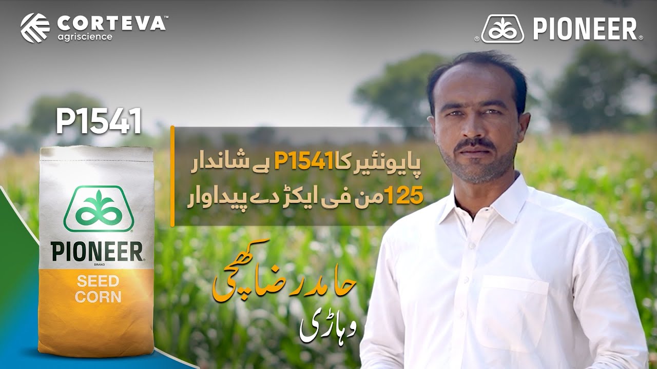 Hamid Raza Khichi I Pioneer Corn Seed P1541
