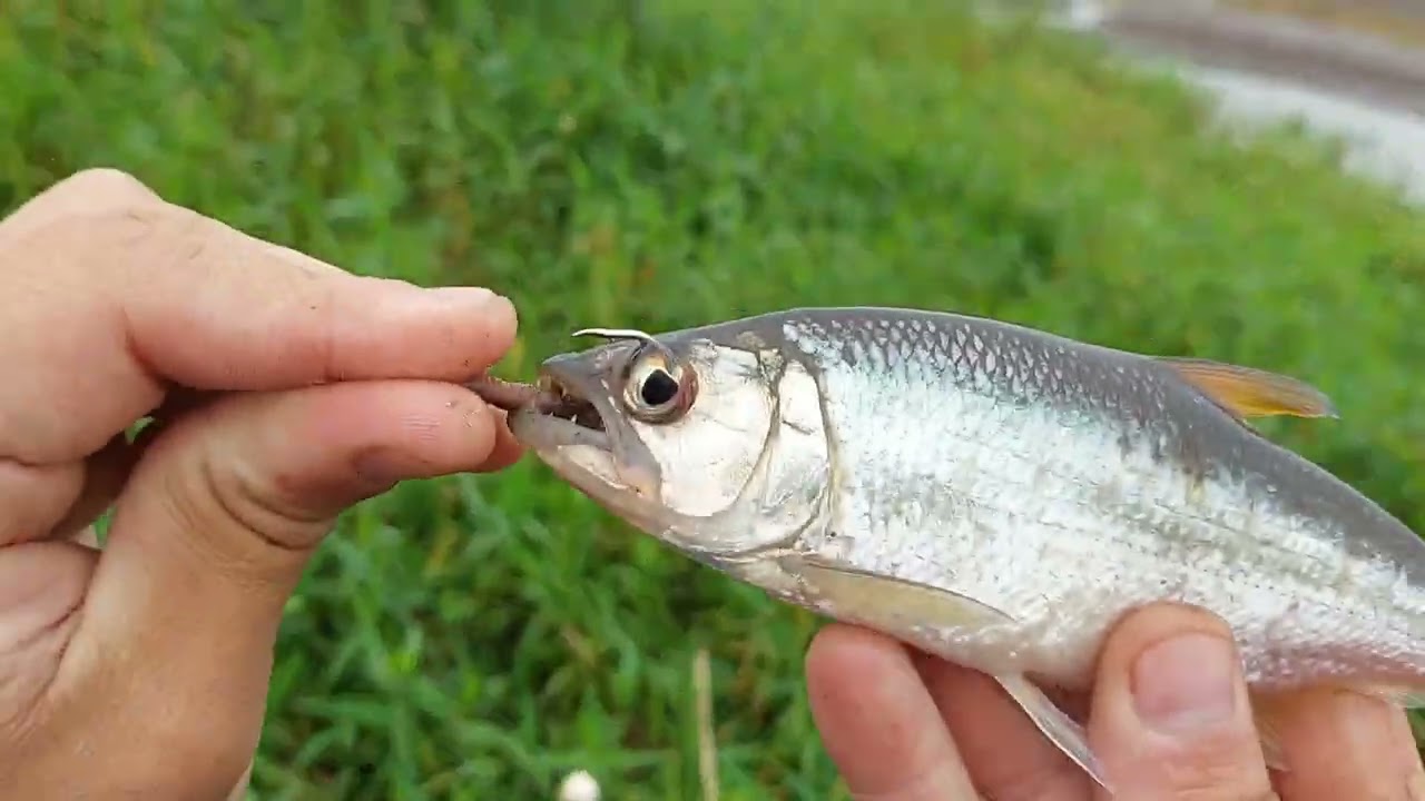 A&iacute; o (passo a passo) da pesca de branca ,uma isca (f&aacute;cil )e imposs&iacute;vel n&atilde;o pegar!!
