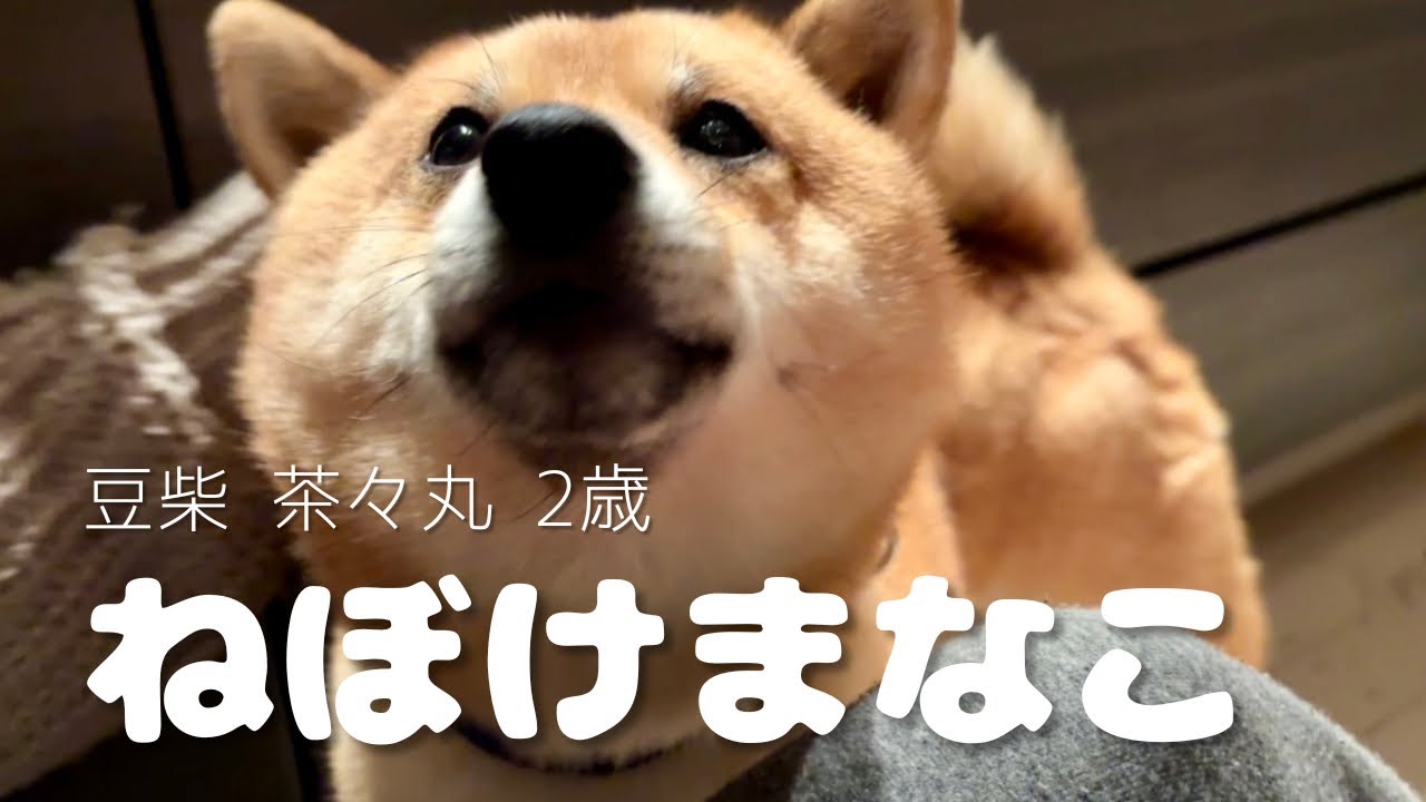 【豆柴 茶々丸 2歳】朝は特にかわいくなってしまう柴犬