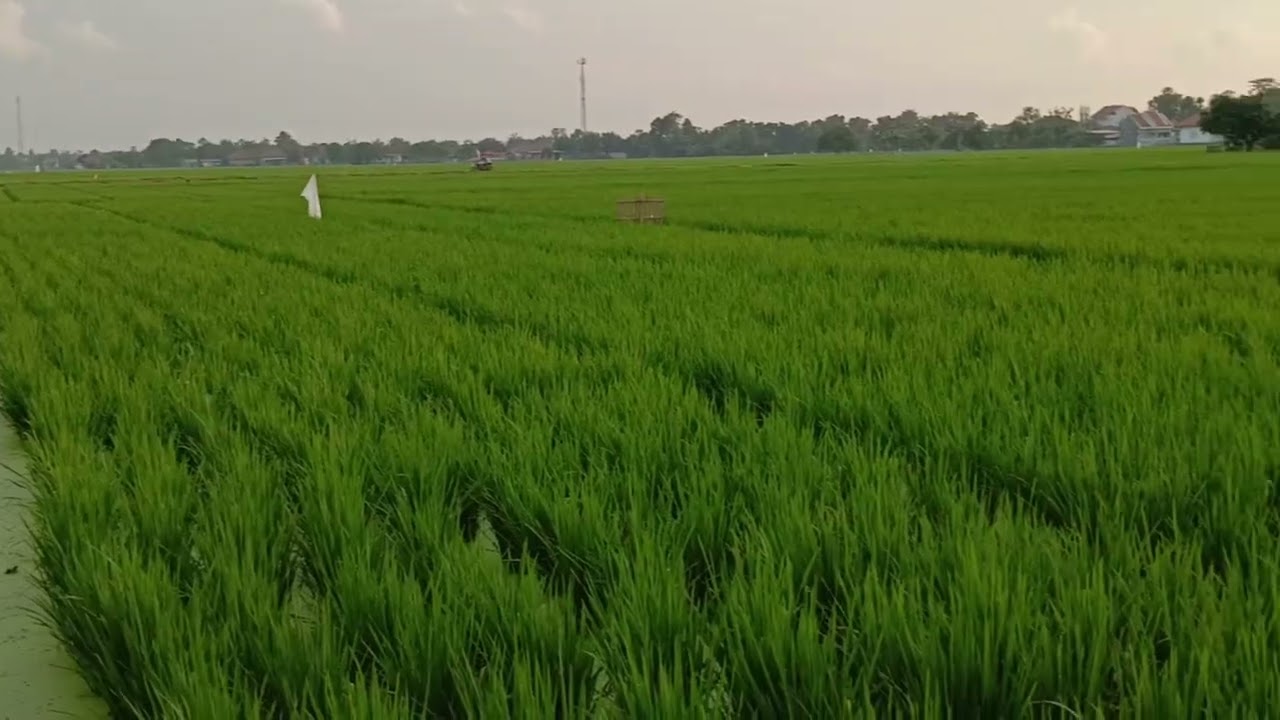 Kesuksesan bagi petani tidak diukur berdasarkan hasil panen yang melimpah,