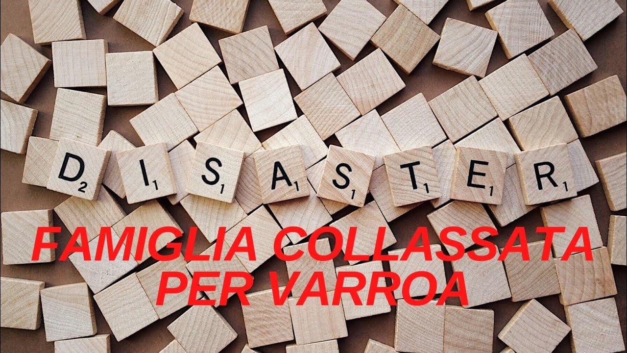 DISTASTRO - COLLASSO DA VARROA!!!!!!