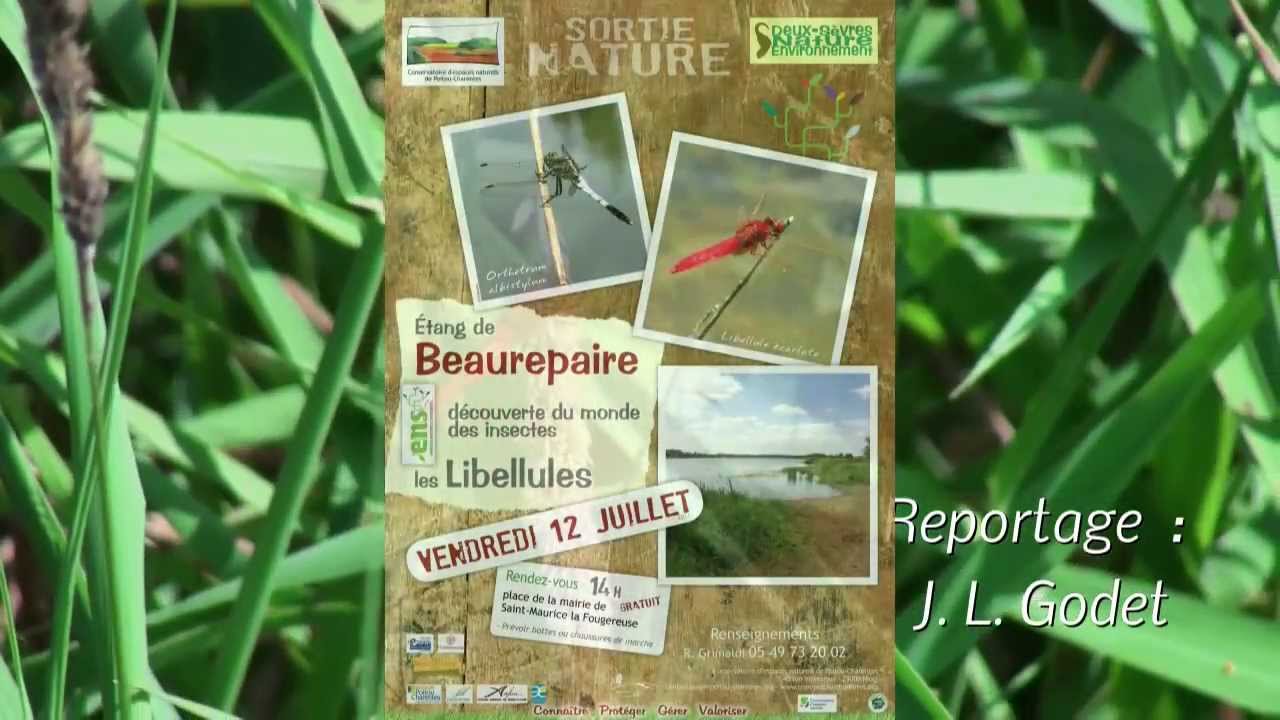 entre Deux Sèvres et Maine et Loire, l'étang de Beaurepaire
