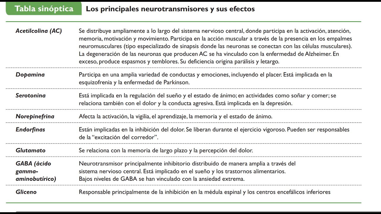 Neurotransmisores y Conducta: La Magia de Tu Cerebro