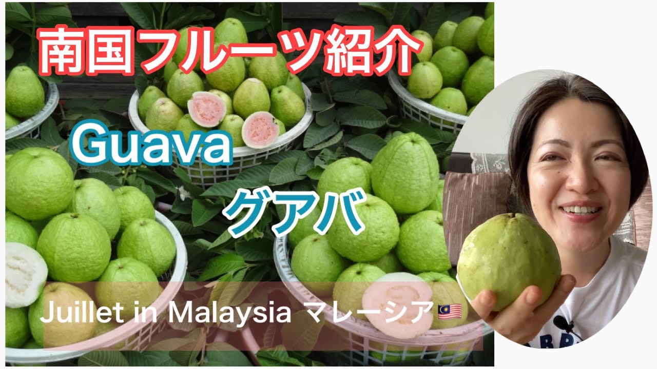【ﾏﾚｰｼｱ】南国ﾌﾙｰﾂ「グアバ」について動画で解説！