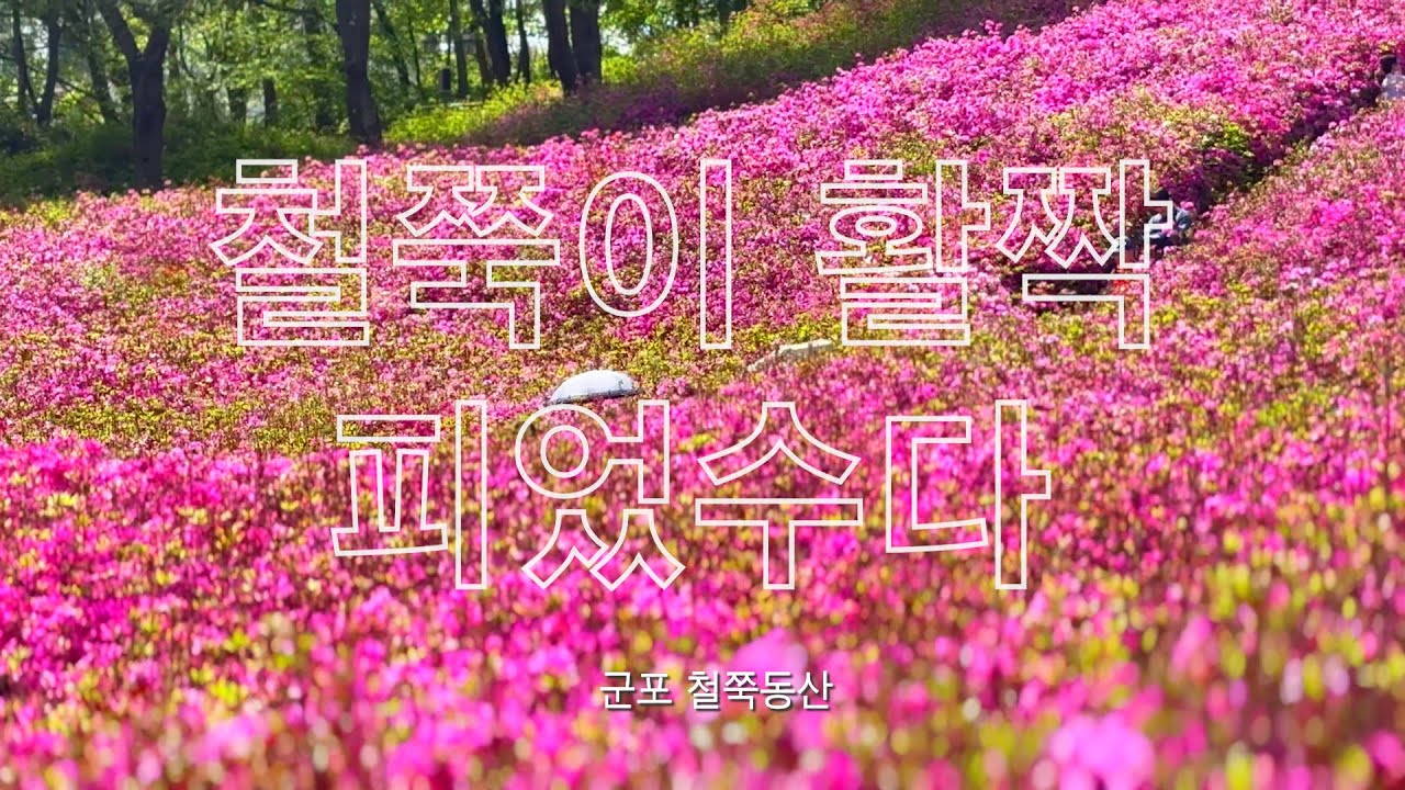 ‘철쭉이 활짝 피었수다’… 군포 철쭉축제에 상춘객들 웃음꽃[천지TV]