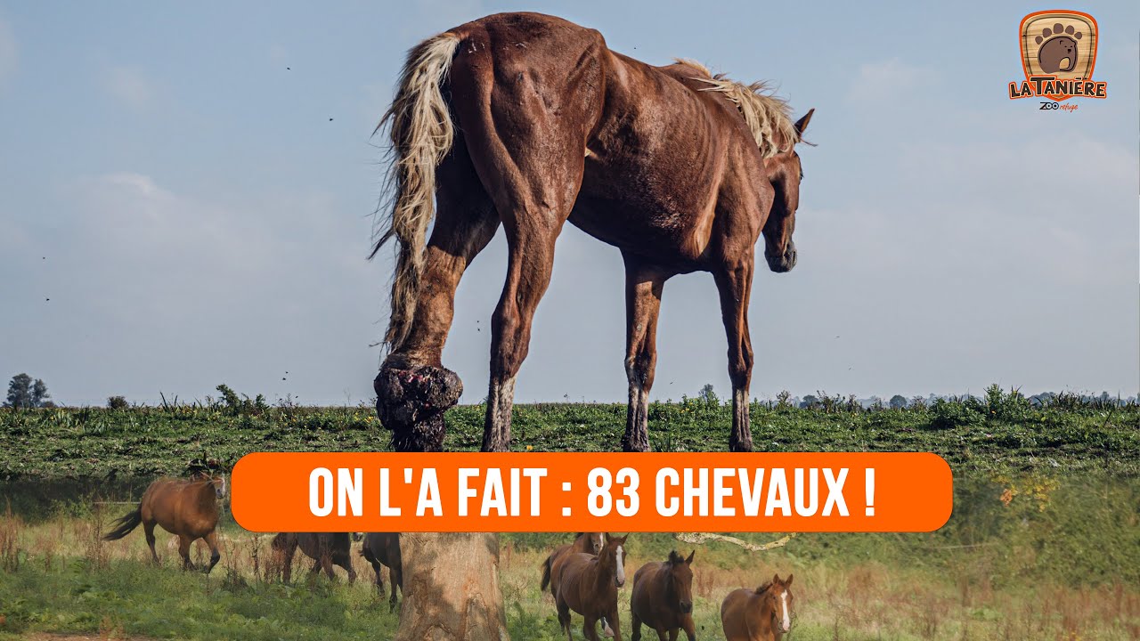 On l'a fait : 83 CHEVAUX 🐴🐎