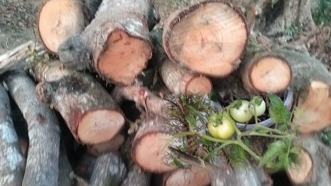 Growing tomato on pots// firewood 