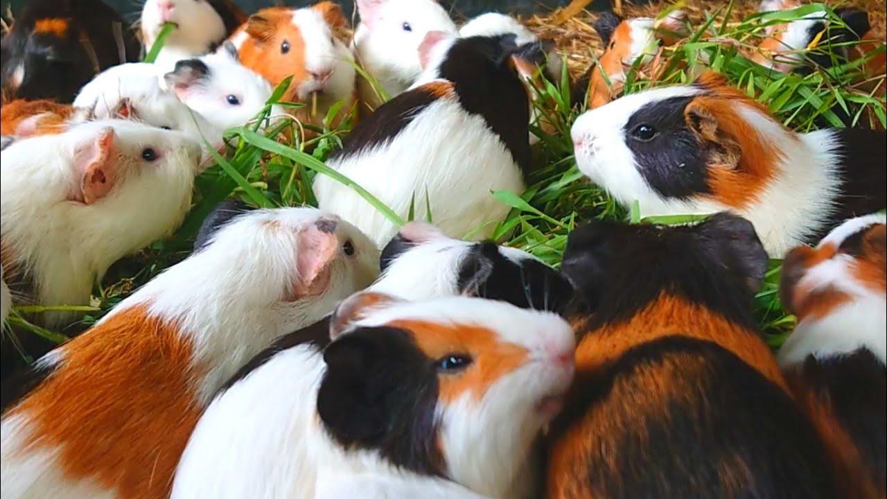 Guinea pigs eating ASMR, Guinea pigs for toddlers, cute Guinea pig moments, Guinea pig baby food