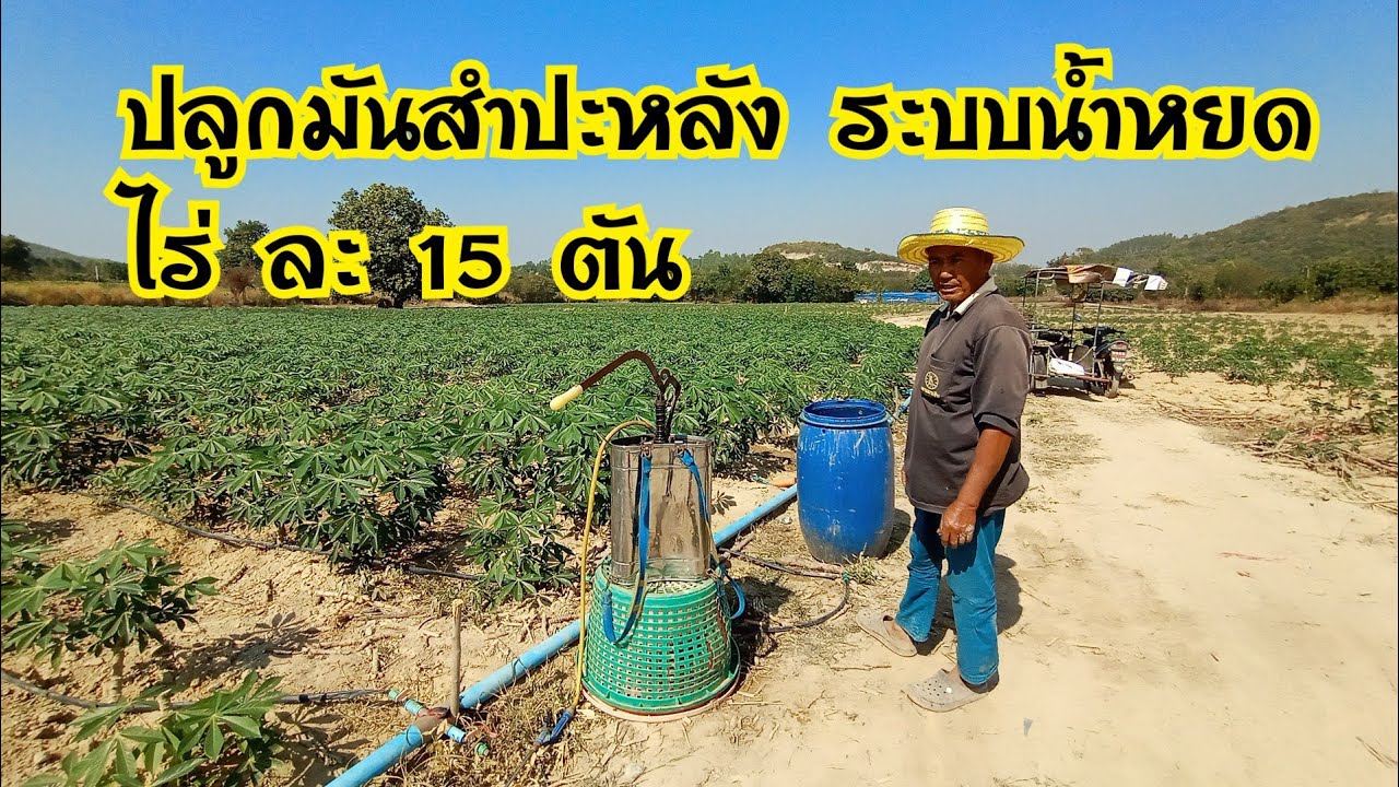 ปลูกมันระบบน้ำหยด ไร่ละ 15 ตัน