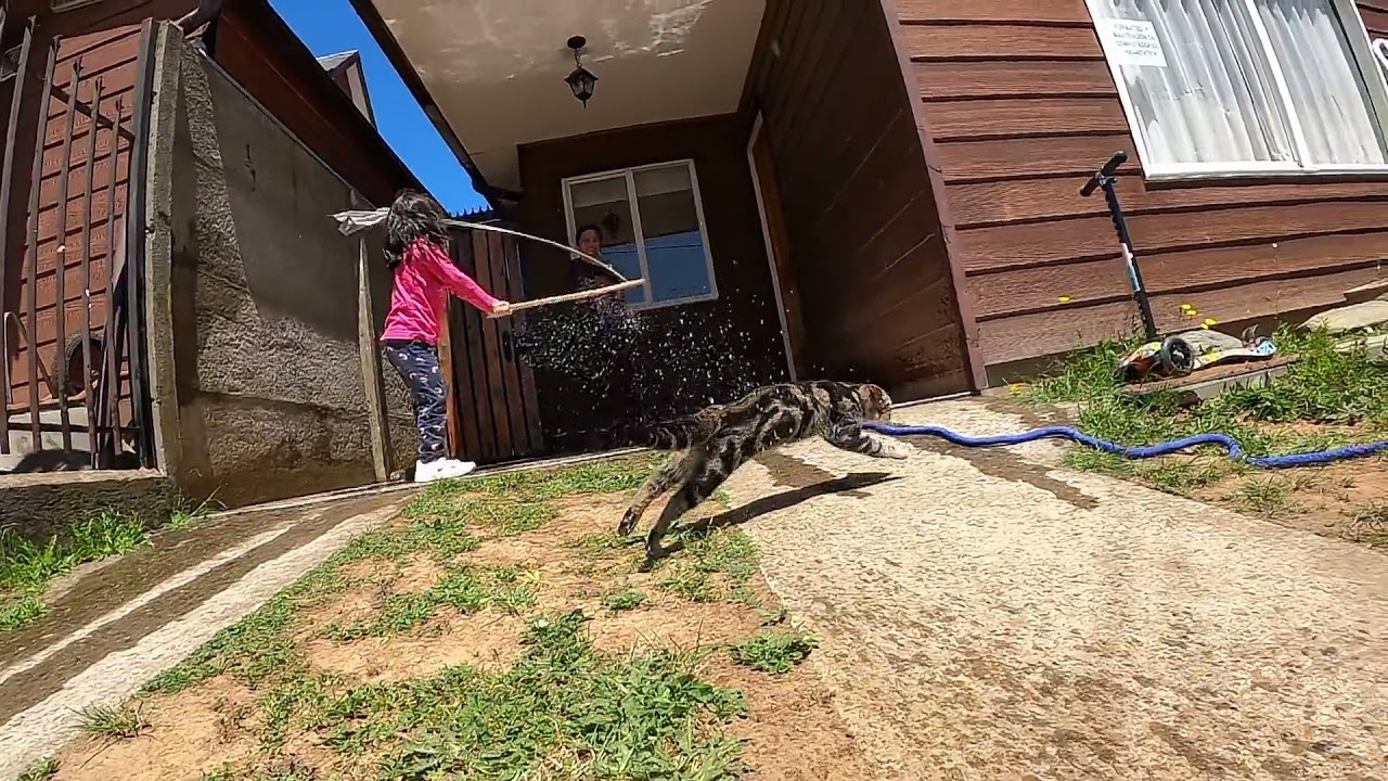 Classic Tabby Cat Playing in Backyard