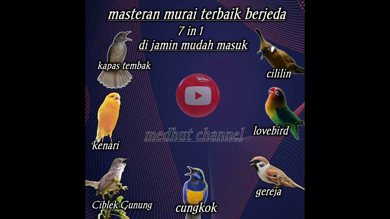 MASTERAN MURAI BATU || 7 IN 1 DI JAMIN CEPAT MASUK