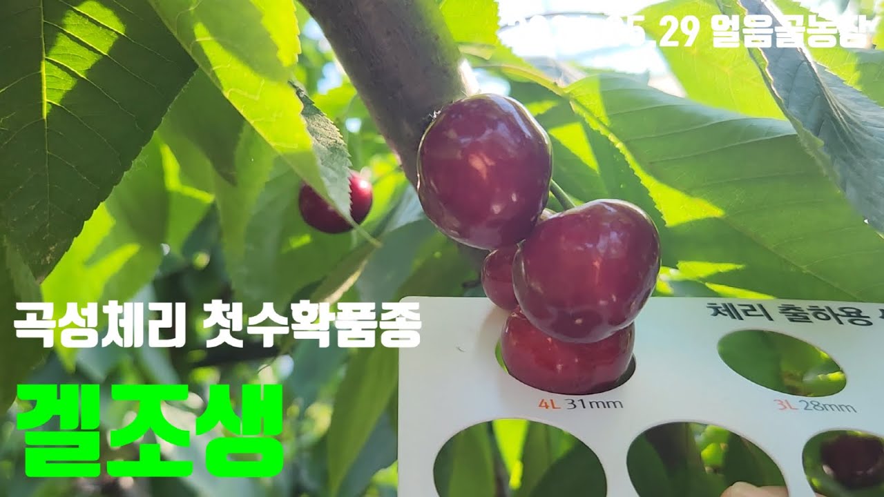 대과극조생 체리품종_겔조생