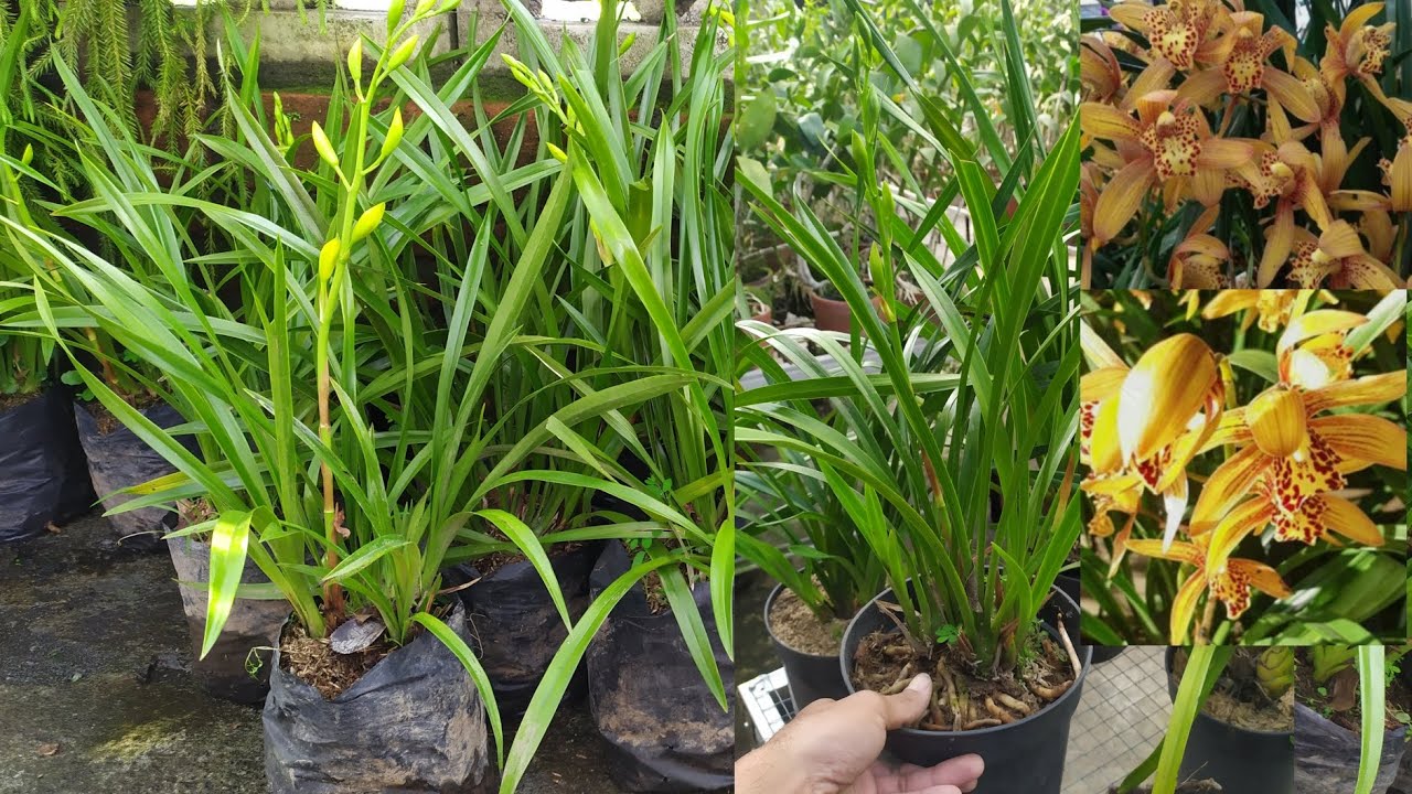 Big Sale Anggrek Cymbidium (anggrek tanah) Harga 25k