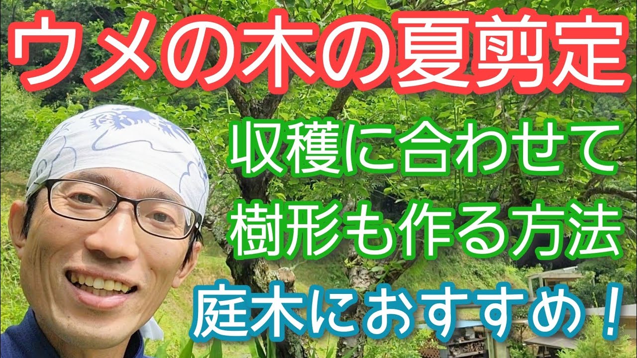 【ウメ(梅)の夏剪定】収穫&サイズ縮小で庭木を美しく楽しむ(2023年6月)」🌳🟡