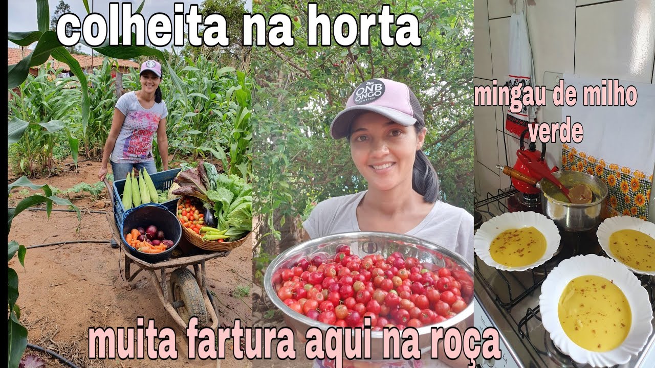 COLHEITA NA MINHA HORTA ORGÂNICA/ MUITA FARTURA / FIZ MINGAU DE MILHO VERDE / COLHEITA DE ACEROLA