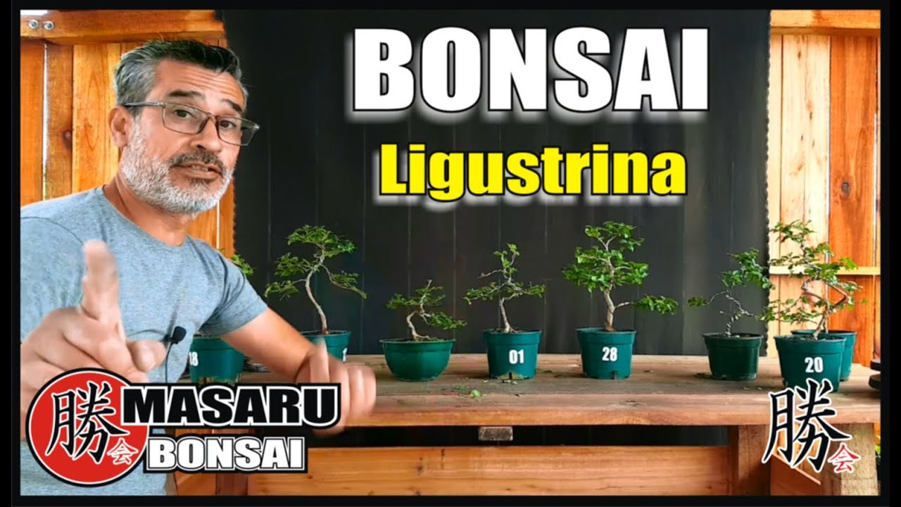 COMO EMPEZAR UN BONSAI DE LIGUSTRINA/ BONSAI SHORAI!!!! ACTUALIZACION